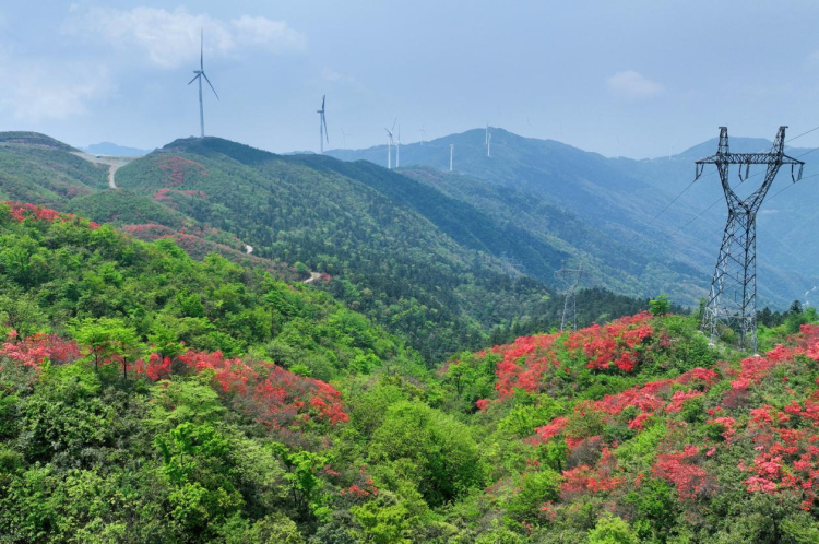 千畝映山紅綿延湖南新邵岳坪峰_fororder_圖片4