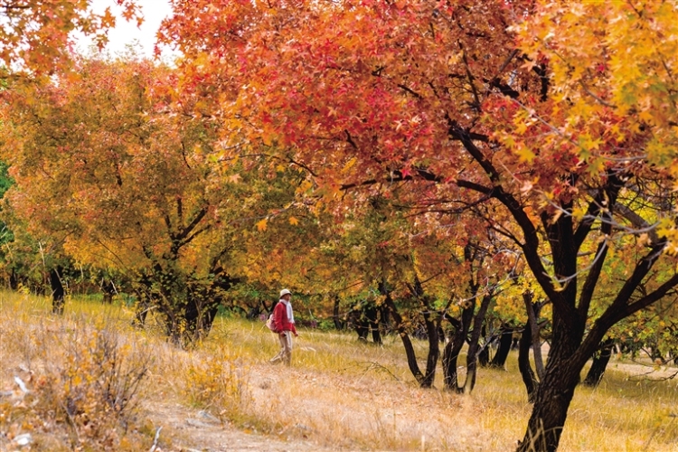 走!楓葉正紅,踏秋去!_fororder_4
