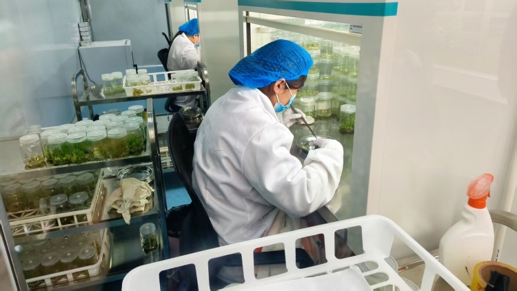 中國工商銀行蘭州分行：“種植 e 貸”賦能企業 以金融力量深耕縣域普惠助鄉村振興