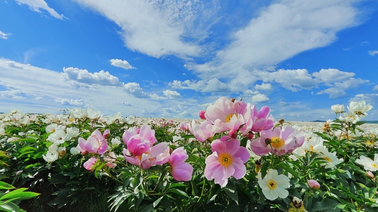 呼倫貝爾：芍藥花海迎客來 萬畝芳華映笑顏_fororder_芍藥5