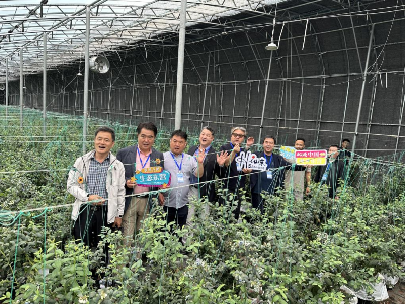 [Hi,Shandong]블루베리에서 산업사슬 전반으로 농촌진흥 이끌어_fororder_圖片 3