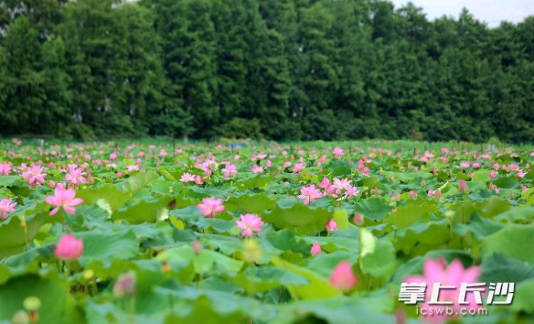映日荷花別樣紅，長沙這些地方開啟夏日賞荷季_fororder_5