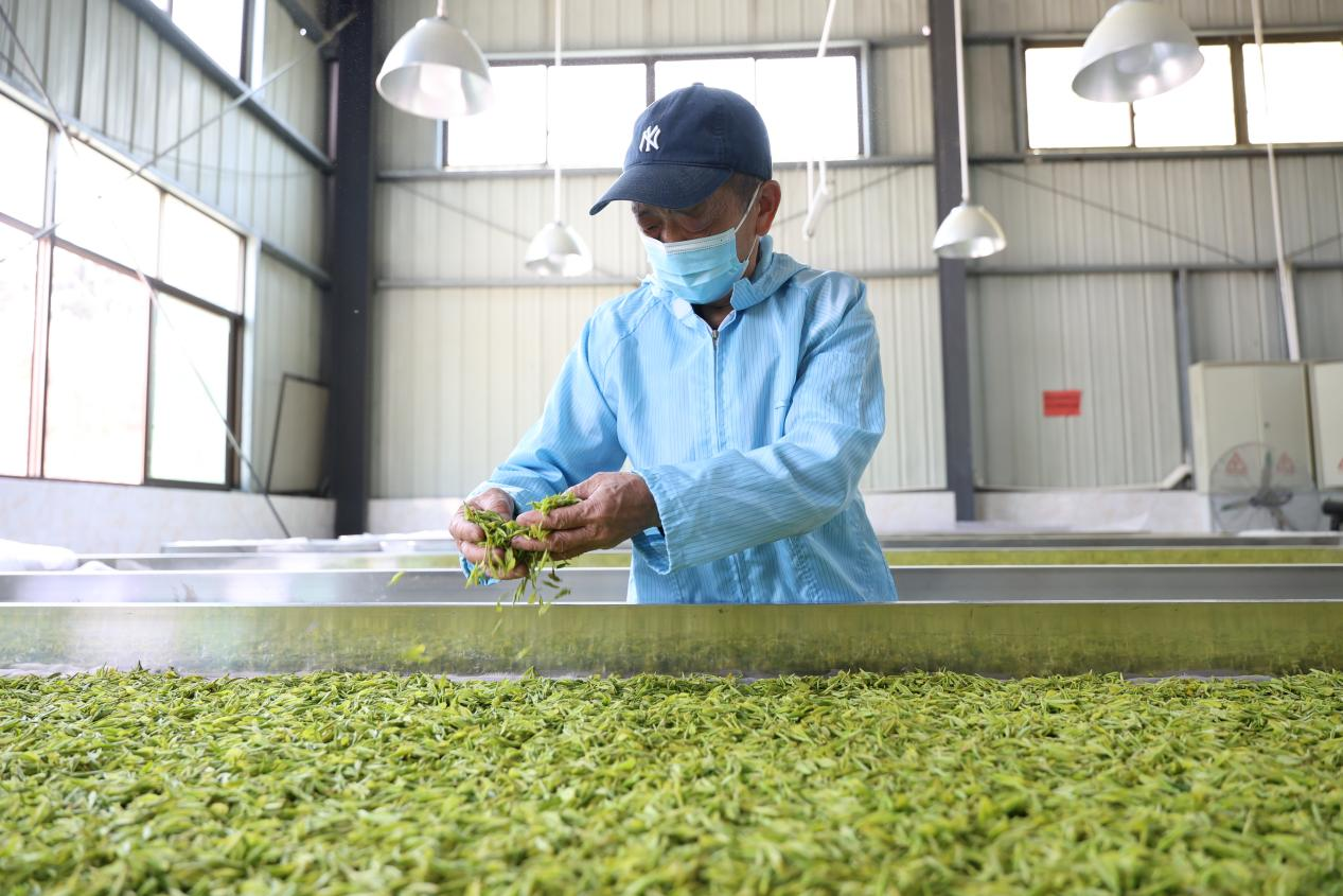 湖南衡山縣春茶採摘忙 産品遠銷海外_fororder_圖片3