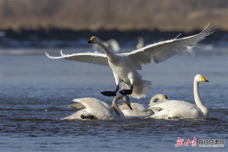 黑河春融天鵝舞 張掖濕地別樣美_fororder_6