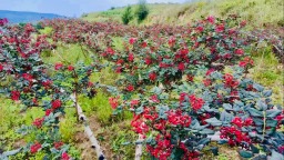 天水市清水縣郭川鎮： 花椒採摘正當時 奏響致富“椒”響樂