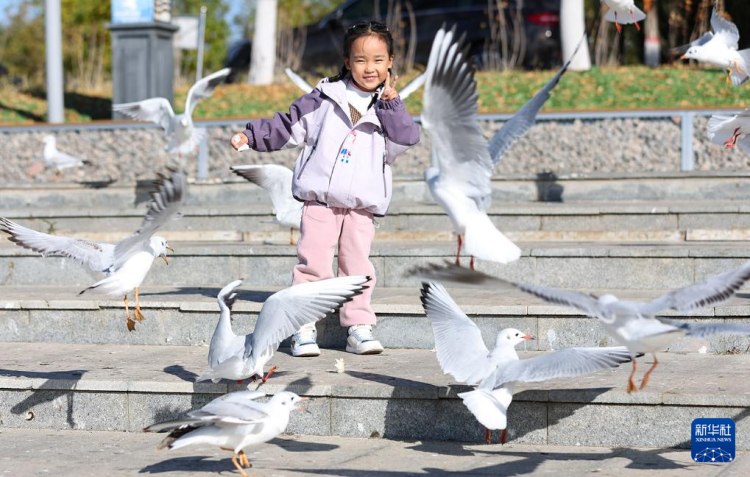 秋日烏海 人鷗同樂_fororder_20251101795fe1fe5c27464893f63c839e055b43_2025110156ef4e7835284b4686e07e451498dfc0