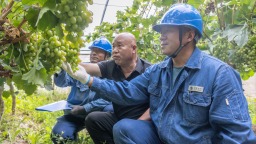 國網張掖供電公司：戈壁灘上“葡萄甜” 電力賦能産業興