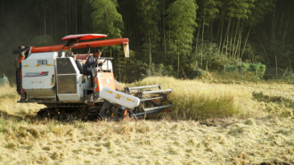 黃山市徽州區：秋日稻浪涌 鄉村收割忙