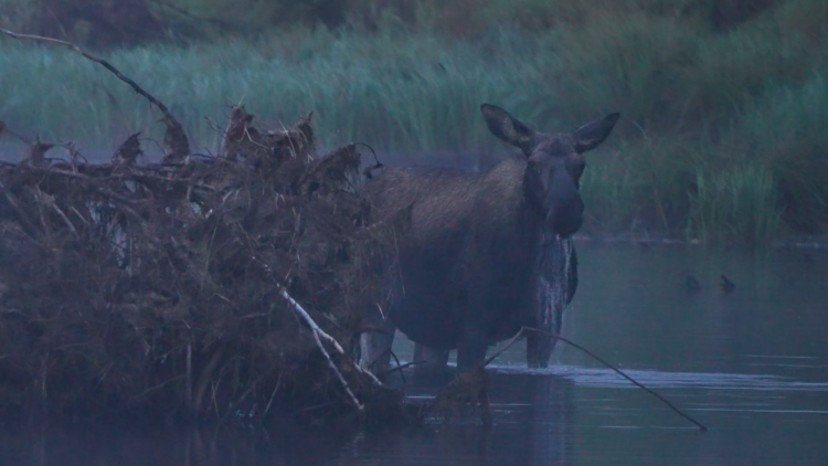 大興安嶺森林覆蓋率94.78% 汗馬保護區成為生物多樣性保護“中國樣板”_fororder_呼倫_5