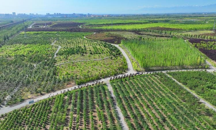 祁連山下是我家|張掖甘州黑河林場：從戈壁荒灘到生態綠洲的蛻變_fororder_張掖黑河林場 (16)_AI看圖