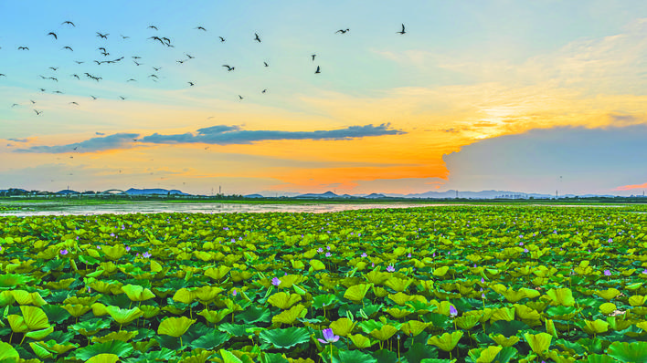 千畝野蓮盛景再現黃陂湖_fororder_bb31f419-8fae-4dd3-a305-aa019b24239c