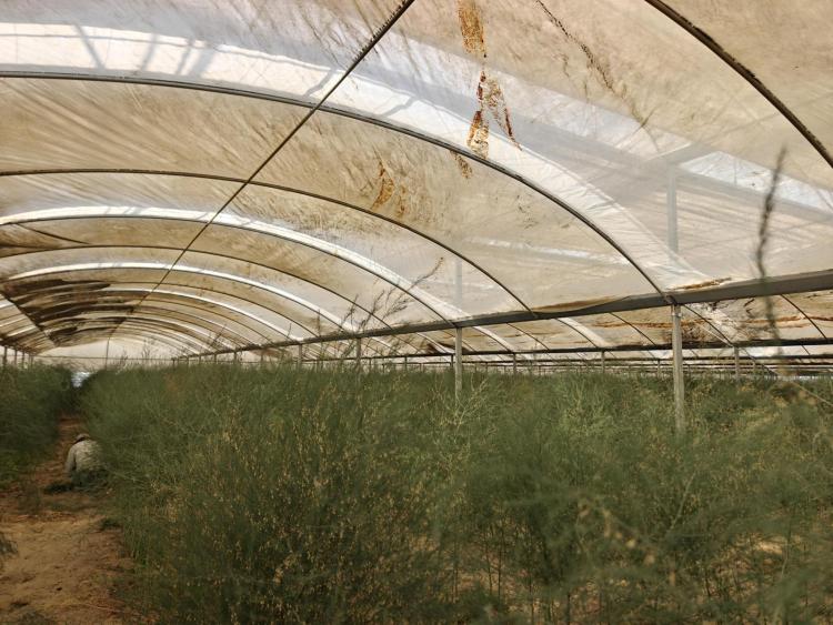 輝煌60載 魅力新西藏丨從西藏賣到香港！沙子裏種出有機蘆筍