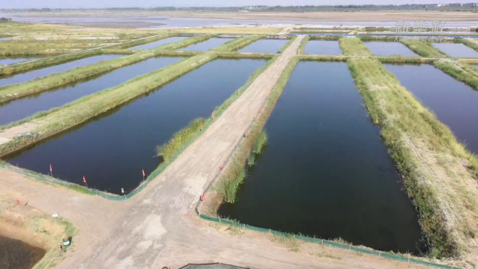 新疆和田“沙漠海鮮”批量上市