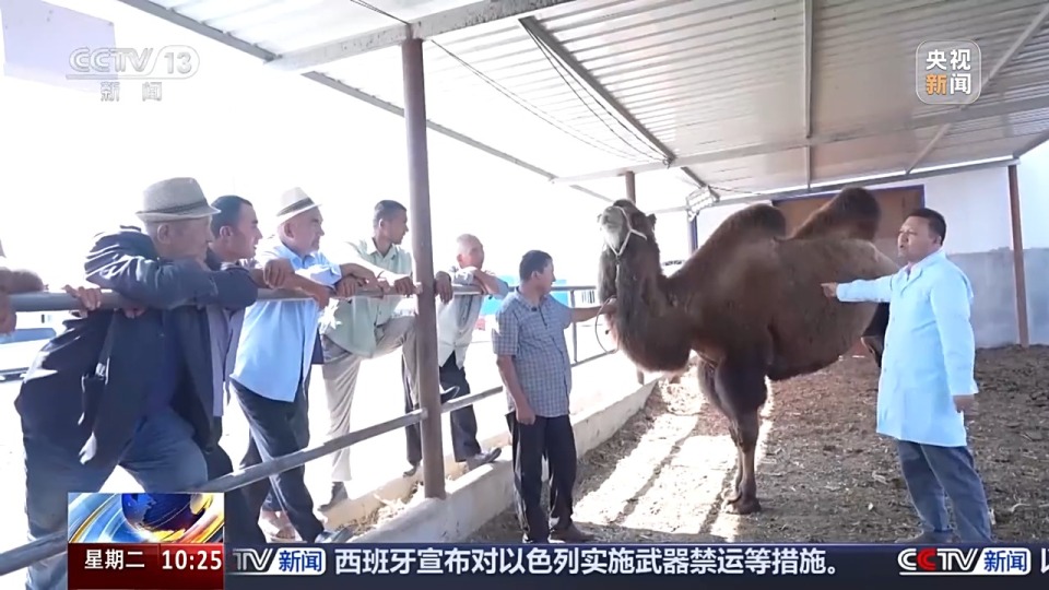 砥礪奮進七十載 天山南北譜華章丨從沙漠之舟到産業之舟 新疆駱駝産業用上智慧化生産線