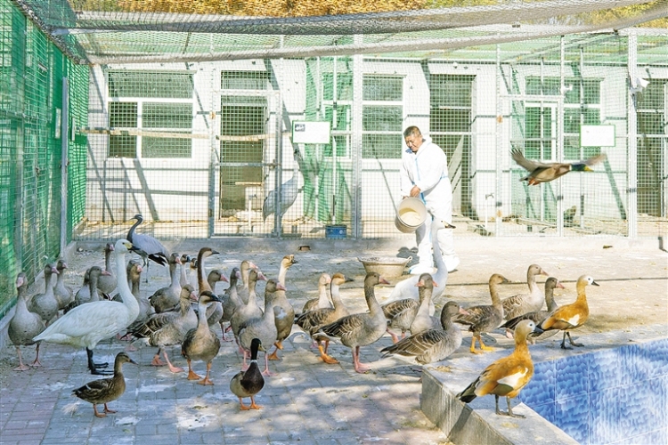 興安盟：三萬候鳥雲集科爾沁_fororder_興安2