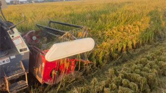 蚌埠市五河縣申集鎮：金稻翻浪 農機馳騁 奏響“豐收曲”​