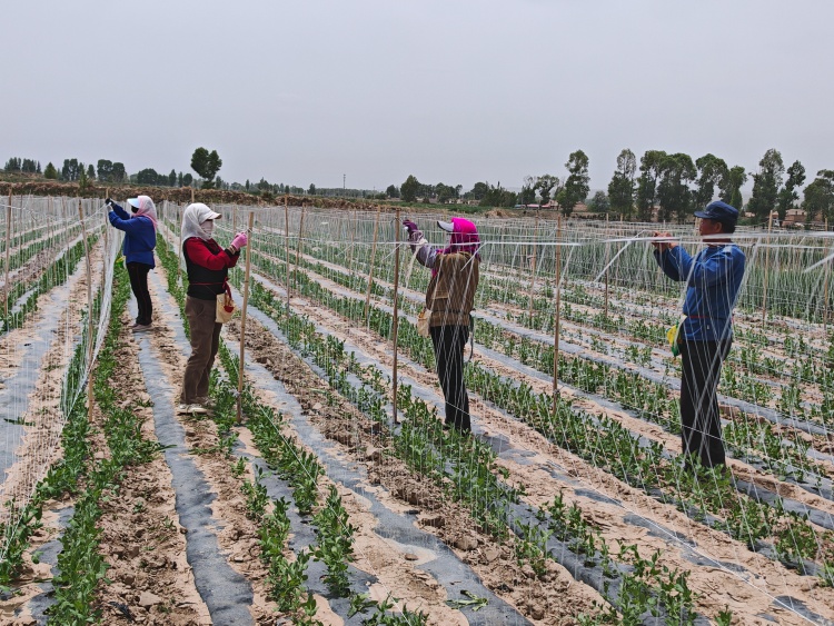 山丹縣霍城鎮：奏響經濟發展“三部曲”，繪就鄉村振興新畫卷_fororder_IMG_20250605_130916