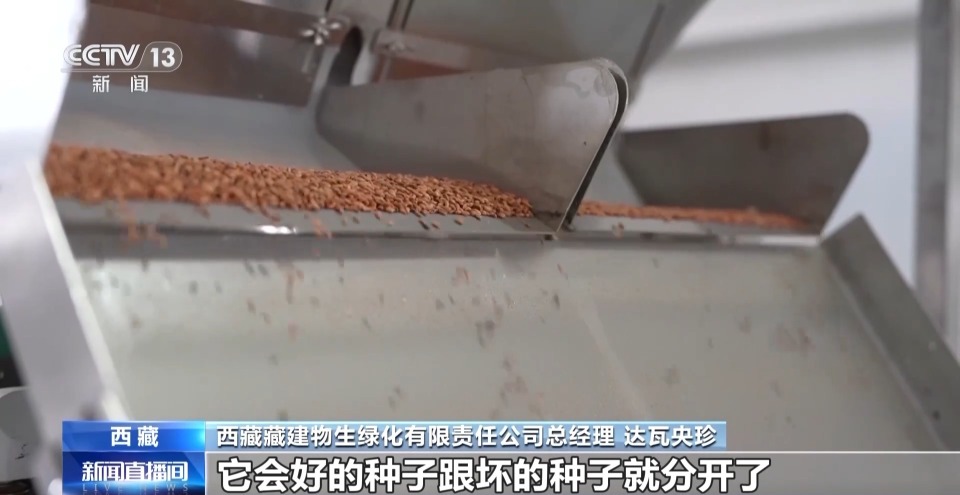 4年栽植苗木1.2億多株 看拉薩高原如何披“綠裝”