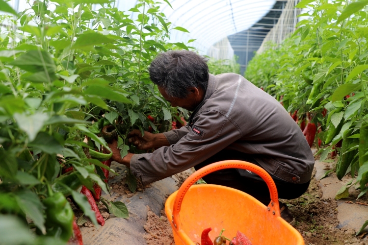 天水市清水縣：設施蔬菜棚結出致富“果” 智慧農業奏響豐收曲_fororder_e2c0552335e93acdc107854348950671