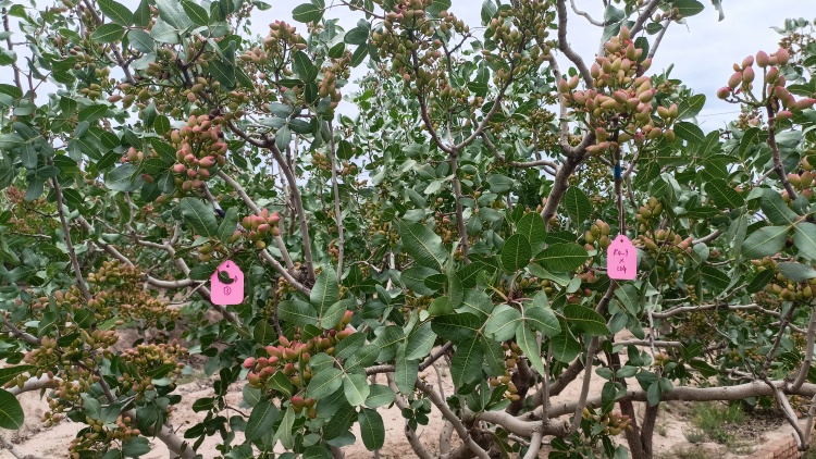 天水市甘谷縣：科技耕耘打造“金色名片” 農旅融合助力鄉村振興新動能_fororder_開心果4