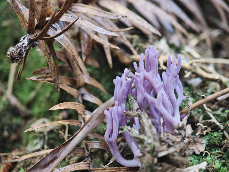 黃山市徽州區：生物多樣性本底調查與評估工作迎來階段性成果_fororder_生物多樣性1