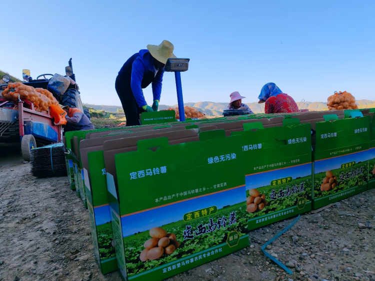甘肅定西馬鈴薯進入采收季_fororder_圖片3