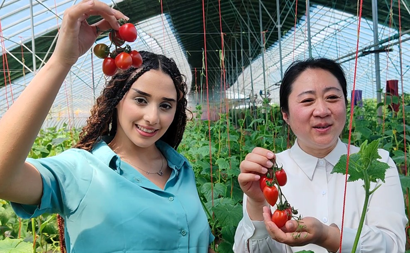 산둥 자오위안, 지역 특성을 살린 특색 과일·채소 산업 발전_fororder_圖片1