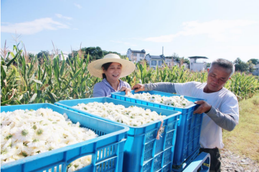 黃山市徽州區：喜摘七月菊 收穫致富花_fororder_微信圖片_20250711120806