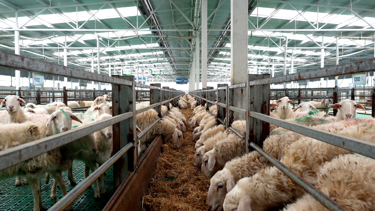 臨夏州永靖縣：三産聯動打造縣域經濟高品質發展新引擎_fororder_養殖基地