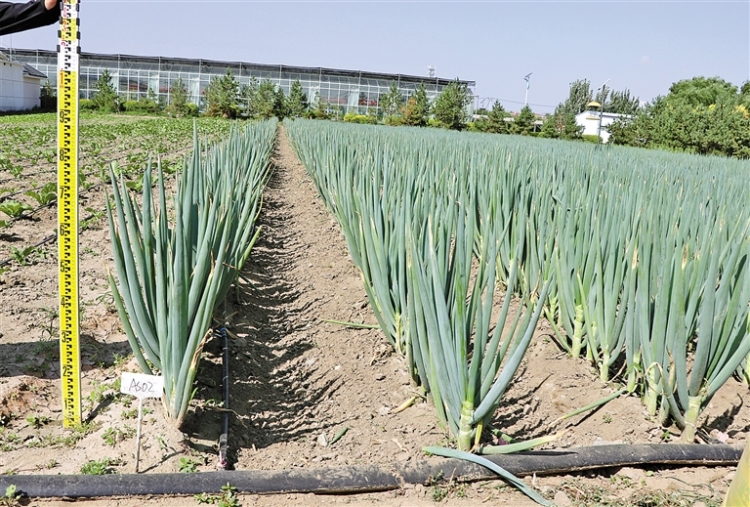 包頭大蔥新品種産量再創新高_fororder_4293408_an_1761722701119_s