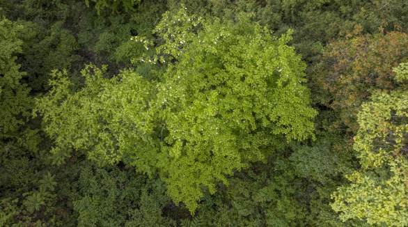 Hundreds of “Living Fossil” Dove Trees Discovered in Fengdu, Chongqing_fororder_圖片3