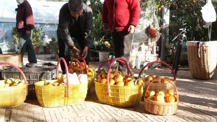 天水甘谷：碩果盈枝晃如燈 “柿”氣飄香引客來_fororder_C1338.MP4_snapshot_00.05.673