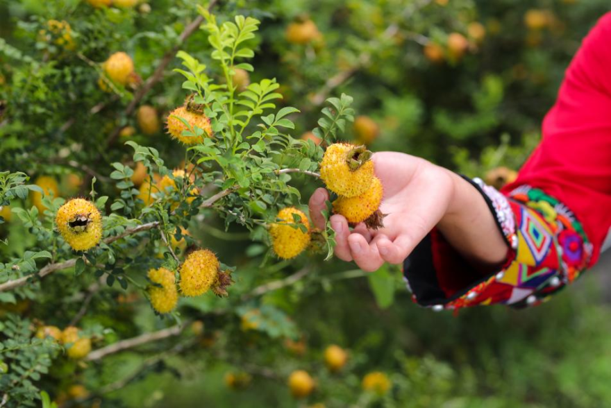 Guizhou Cili Juice Named to China’s First Key Cultivation List for Traditional and Regional Specialty Foods_fororder_圖片17