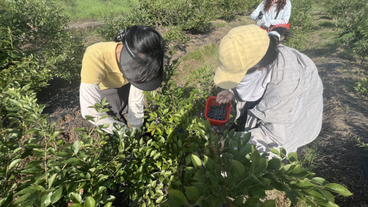 黃山市徽州區：藍莓迎豐收，甜蜜採摘正當時_fororder_藍莓2
