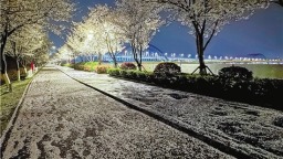 杭州櫻花跑道 今年落櫻不掃
