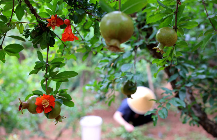 習近平總書記引領中國從脫貧攻堅邁向鄉村全面振興