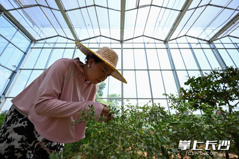 匯聚六大洲同緯度優質果種，孕育湖南水果産業新未來_fororder_2
