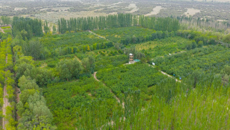 State Grid Zhangye Power Supply Company: Electricity Empowers Plum Industry_fororder_圖片2