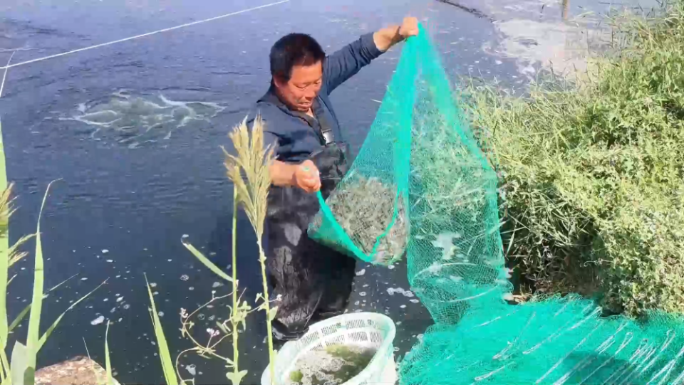 新疆和田“沙漠海鮮”批量上市
