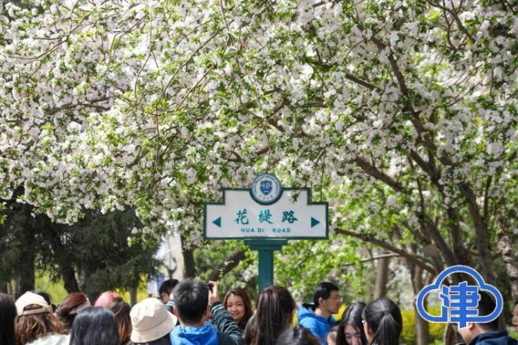 一園春色滿北洋 百卅弦歌映海棠