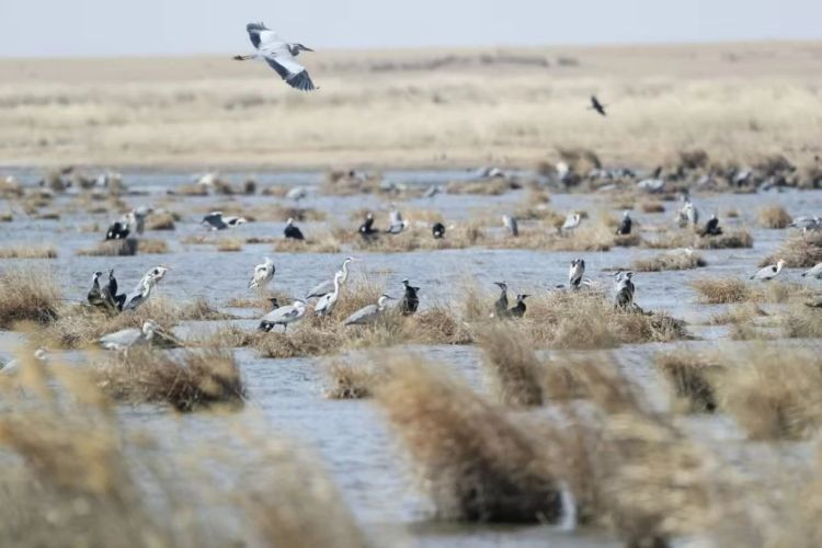 Hulunbuir: Hidden Secrets That Attract Birds_fororder_圖片1