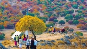 走！楓葉正紅，踏秋去！