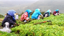 “千年藥鄉”岷縣：從田間採挖到車間生産，中藥材産業年産值超110億
