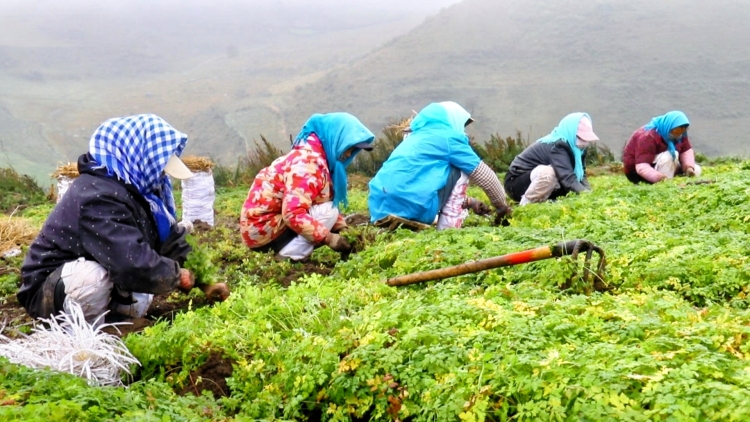 “千年藥鄉”岷縣：從田間採挖到車間生産，中藥材産業年産值超110億_fororder_微信圖片_2025-10-22_145015_124