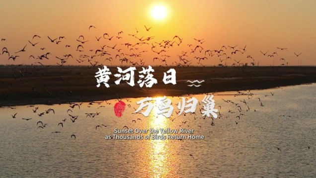 Sunset Over the Yellow River, as Thousands of Birds Return Home_fororder_微信截圖_20250521103149(1)