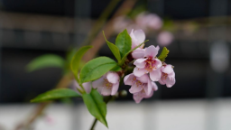 天水秦安：智慧溫室桃花迎冬綻放 “北京七號”蜜桃有望3月上市