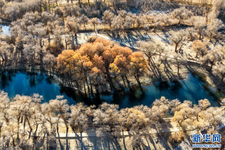 美麗中國丨額濟納：晚秋胡楊美_fororder_新華2
