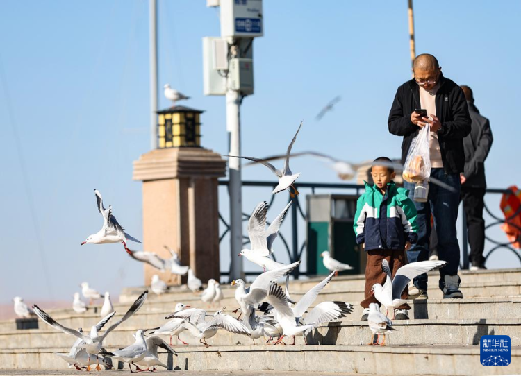 秋日烏海 人鷗同樂_fororder_20251101795fe1fe5c27464893f63c839e055b43_2025110141fefd0c28b1479f96070f4bc32aba0f