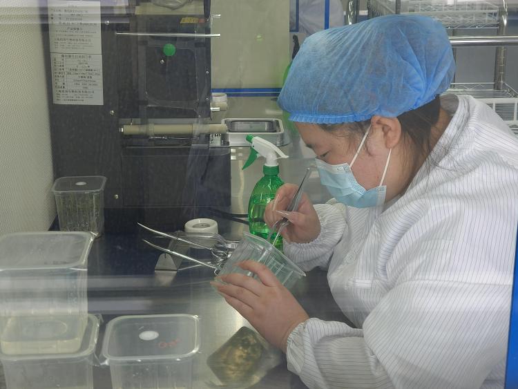 張掖民樂：馬鈴薯産業奏響助農與鄉村振興新樂章_fororder_馬鈴薯幼苗脫毒_AI看圖