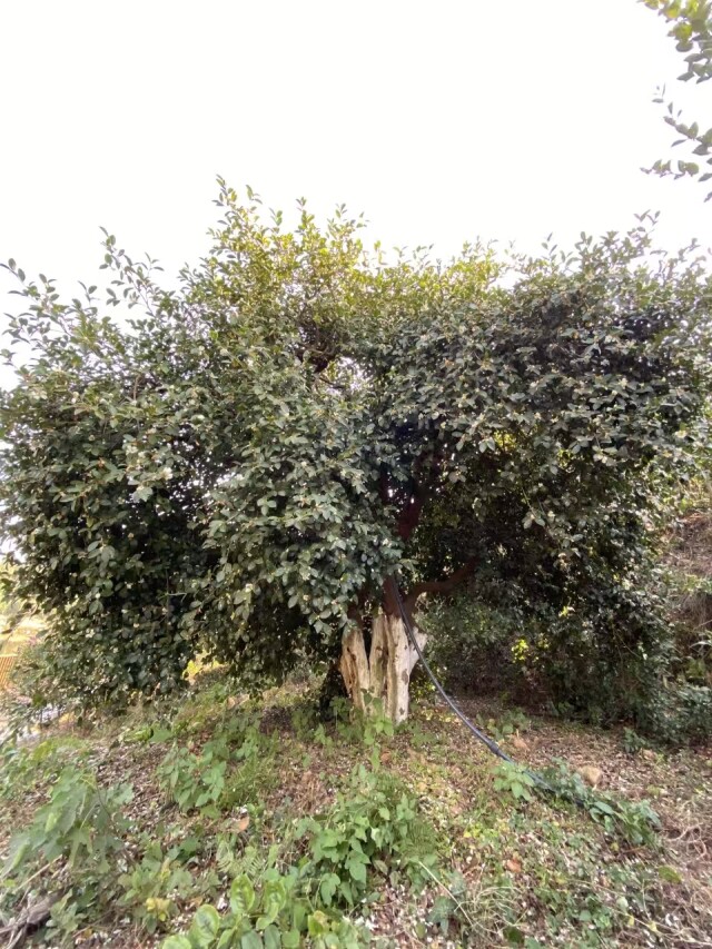 湖南構建全球首個四倍體油茶單體型基因組圖譜_fororder_12